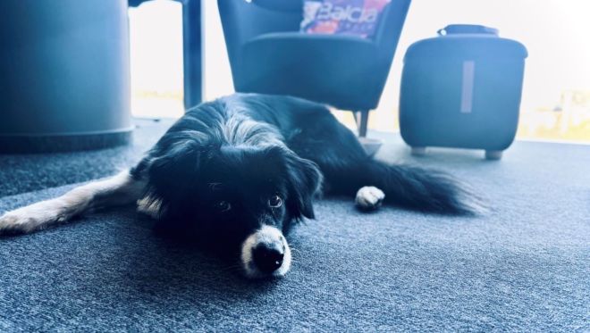 Bring Your Furry Friend to Work – How Dogs Change Our Everyday Office Life