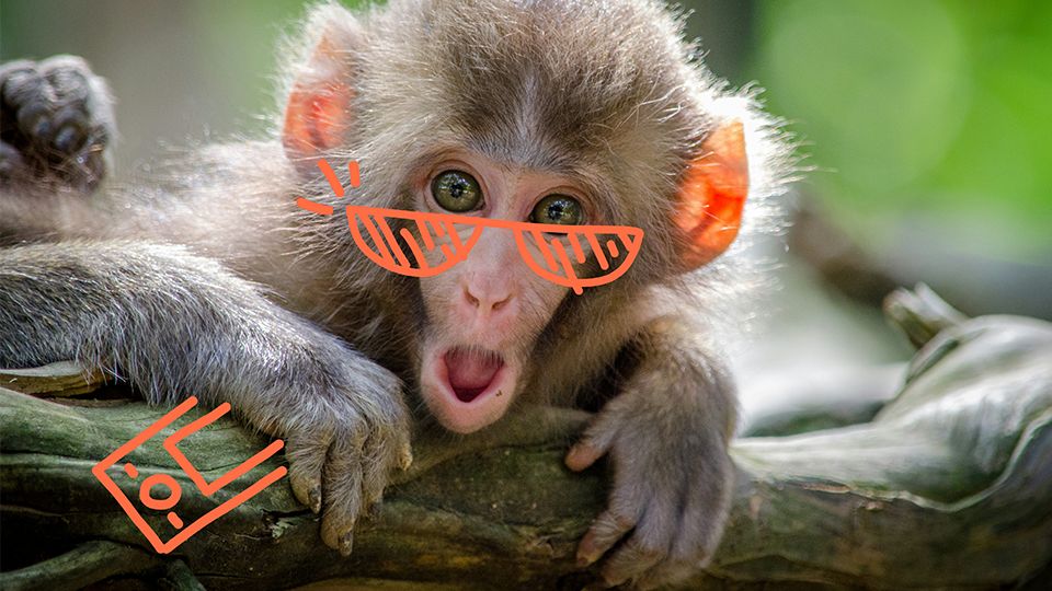  How to avoid monkey attacks while traveling?